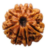 8 Mukhi Rudraksha